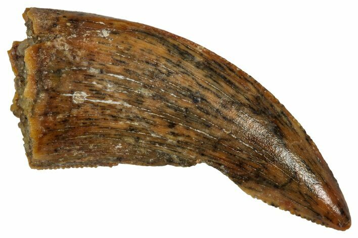 Serrated Raptor Tooth - Real Dinosaur Tooth #333387